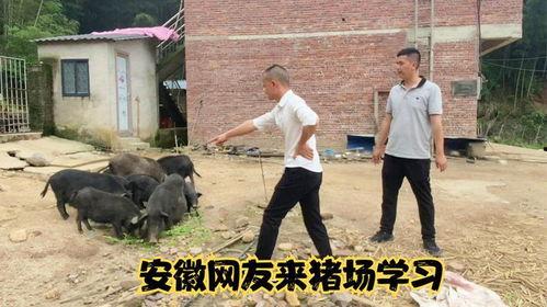 网友爆料猪场事件视频 第2张 网友爆料猪场事件视频 第2张